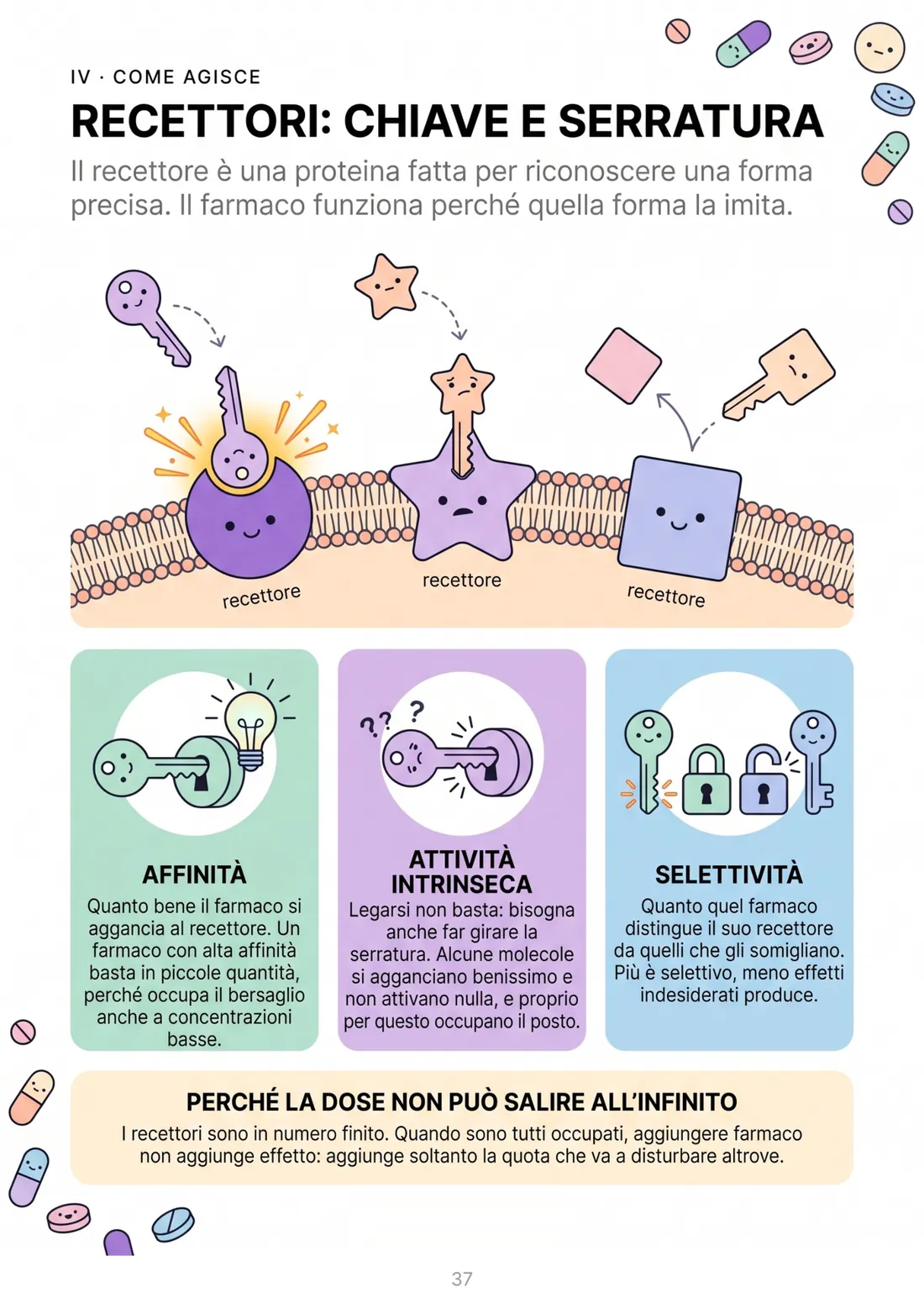 Recettori: chiave e serratura