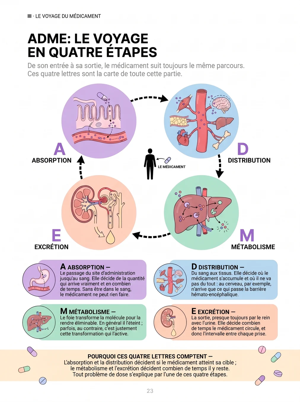 ADME : le voyage du médicament en quatre étapes