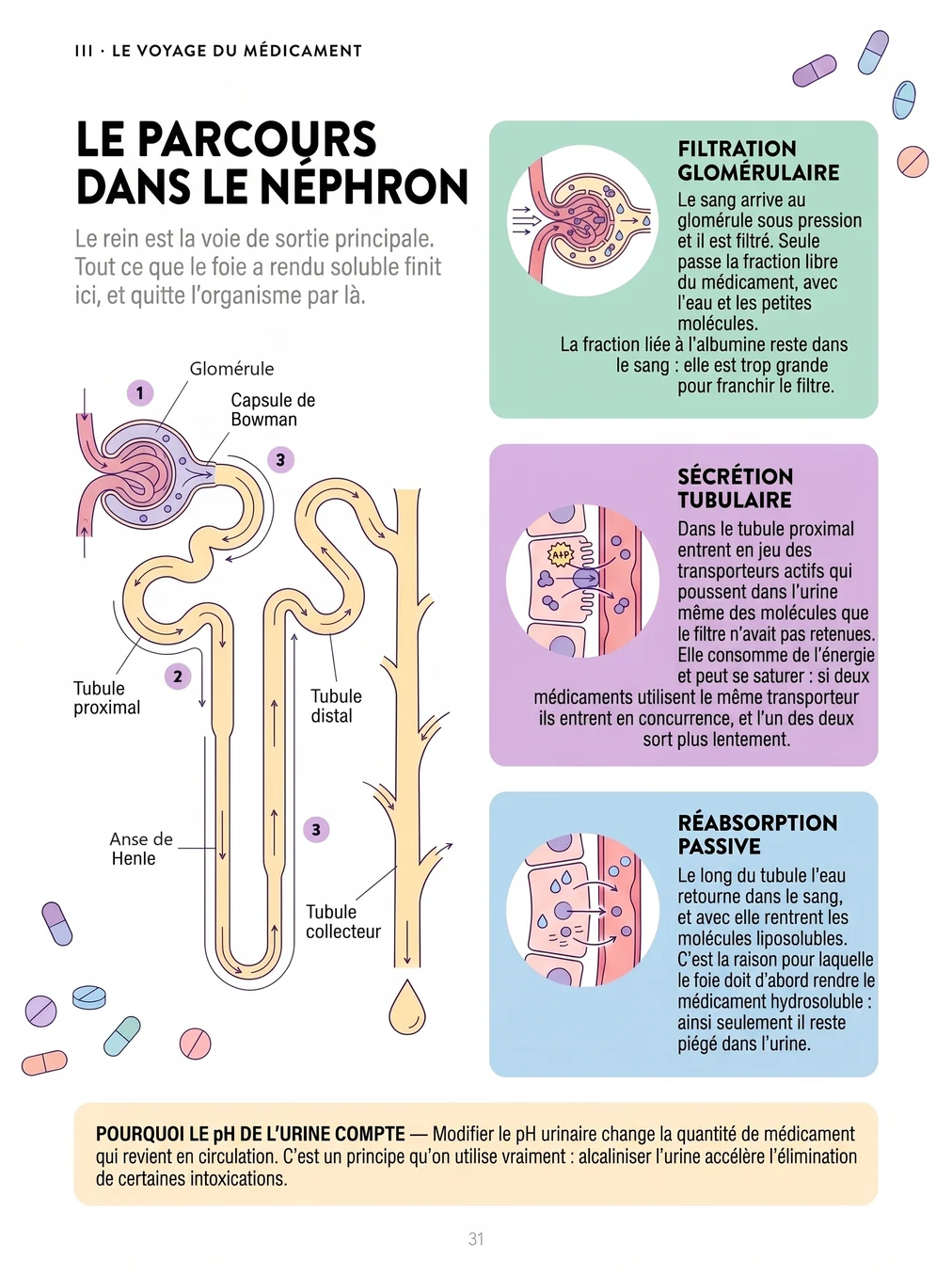Le parcours dans le néphron